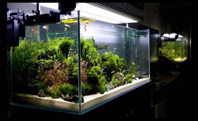 沸石神奇|水族館養魚不死只因魚缸放了沸石